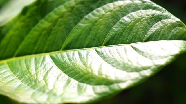 Close-up of a vibrant green leaf with intricate vein patterns.