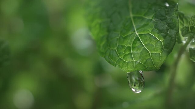 A drop of water drips onto a spearmint green leaf in slow motion. Liquid falling on a mint leaf in close-up. Nature herb and natural beauty skin care concept. Macro abstract background