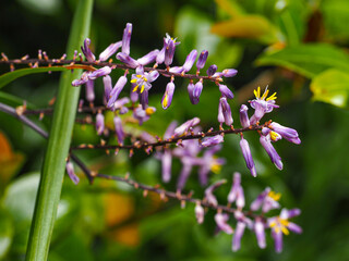 Cordyline stricta or slender palm lily, mauve flowers with yellow stamens, close up. Narrow-leaved palm lily, woody ornamental flowering plant of the family Asparagaceae, subfamily Lomandroideae. © LifeCollectionPhoto