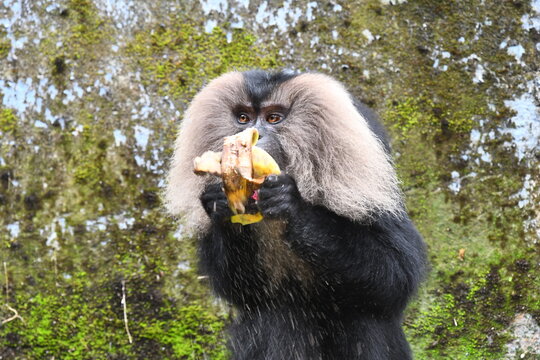 The lion-tailed macaque (Macaca silenus)