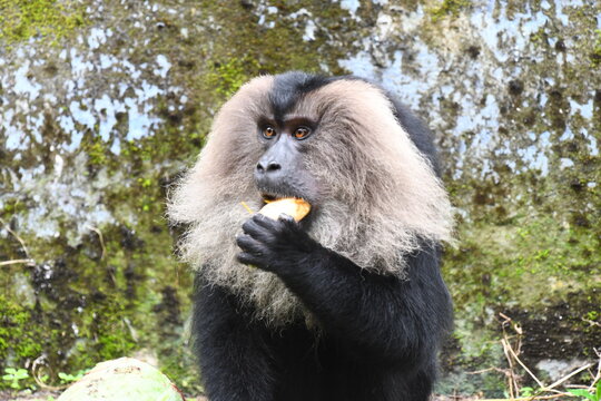 The lion-tailed macaque (Macaca silenus)