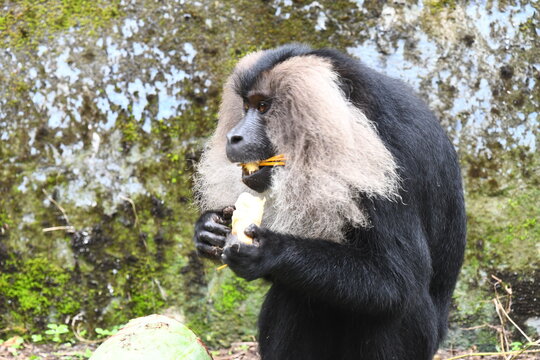 The lion-tailed macaque (Macaca silenus)