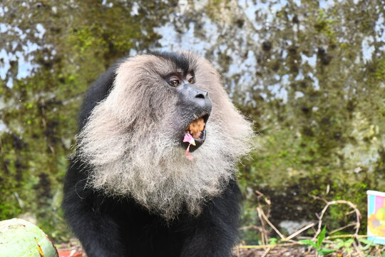 The lion-tailed macaque (Macaca silenus)