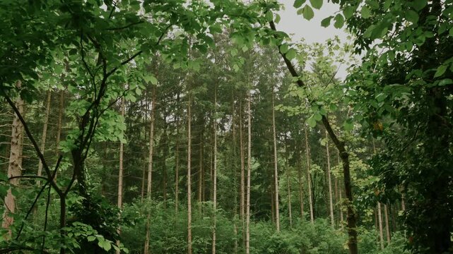Dense Green Forest Near Vienna With Tall Pine Trunks, Leafy Canopy Framing Overcast Sky, Visible Undergrowth