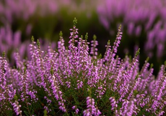 Fototapeta premium Delicate flowering heather covering vast moorlands and hillsides, displaying rich seasonal colors of purple, pink, and green on a clear, sunny late summer day, scenic, outdoors, seasonal