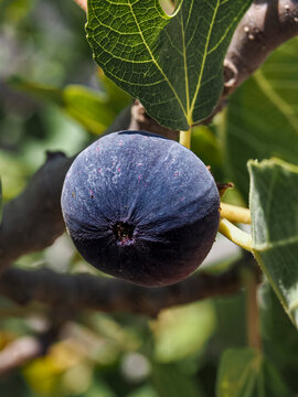 Common fig, edible fruit known as syconium, close up. Ripe Fig and green leaves on the branch of Ficus Carica tree. Figs is deciduous flowering plant in the mulberry family, Moraceae.