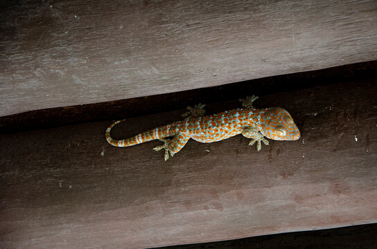 gecko-02