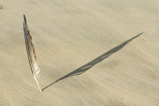 plage019