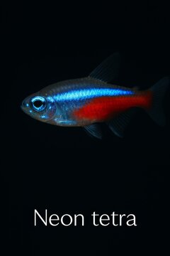 Classic aquarium fish with iridescent lateral band