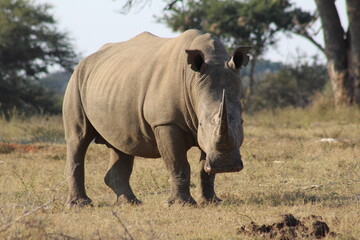 White rhino staring at the camera © Wihan