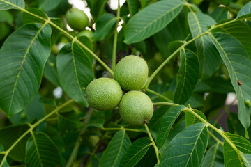 Fototapeta premium Green unripe developing walnuts growing on a leafy common walnut tree branch in natural summer garden setting