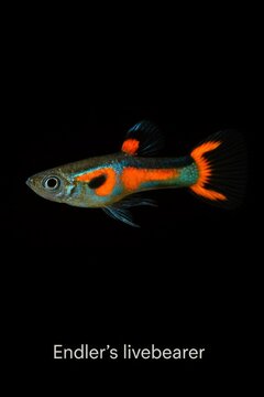 Atlas style portrait of a colorful endler's livebearer fish