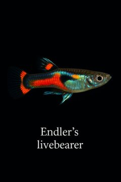 Close macro view of an exotic endler's livebearer aquarium fish