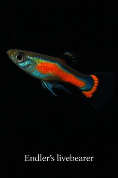 Bright neon orange and green endler's livebearer on dark backdrop