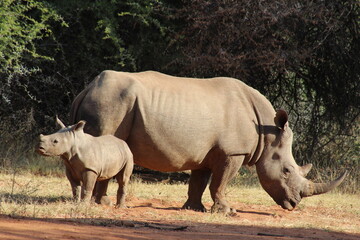 A rhino cow with her calf © Wihan