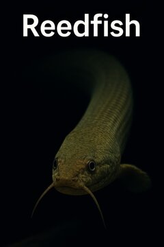 Erpetoichthys calabaricus snaking toward camera with expressive golden eyes