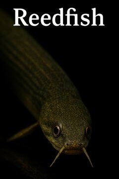 Rope fish close-up revealing golden eyes and textured olive skin