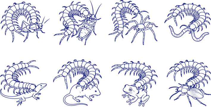 Collection of insect and animal silhouettes including centipedes spiders lizards and frogs for nature art.