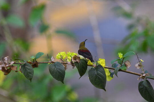 The crimson-backed sunbird or small sunbird (Leptocoma minima)