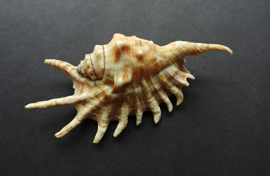 Detailed marine seashell of podagric lambis on a dark background with dramatic lighting and rich natural ocean texture.