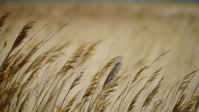 Golden reed plumes swaying in a gentle breeze across a sunlit field, close-up view capturing the soft motion and textured seedheads of tall grasses in a late-season landscape.