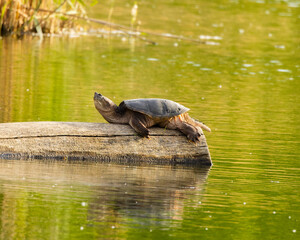 Obraz premium Common Snapping Turtle (Chelydra serpentina) Laying In Log In Pond