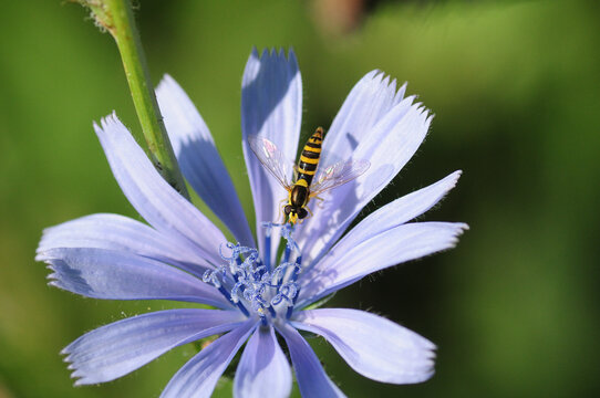 hoverfly over beautiful blue flower