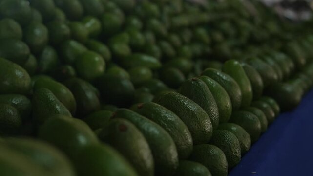Rows of green avocado arranged in neat pattern, closeup of glossy seasonal tropical abundance