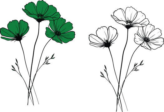 Cosmos flowers comparative botanical illustration of green and linear 