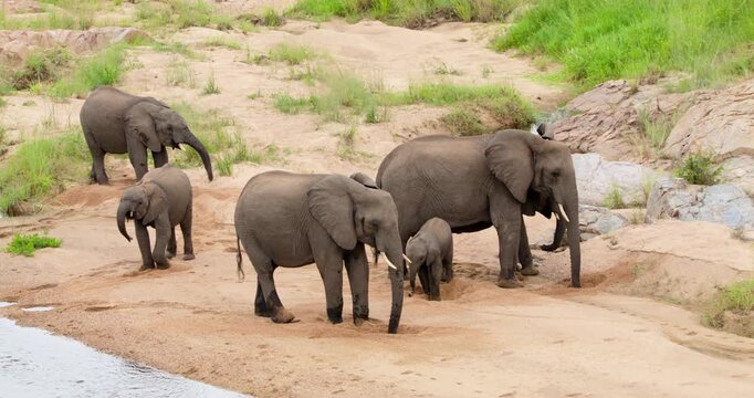 Wide shot of a breeding herd of wild African elephants digging holes in the sandy riverbank to filter and drink clean water. Unique wildlife behavior captured in Kruger National Park, South Africa