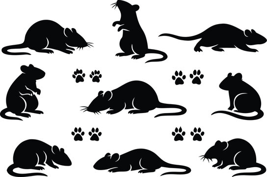 Black silhouette rat set featuring various flagship poses and paw prints for pest control services and wildlife extermination designs in a clean simple flat vector style isolated on white background.