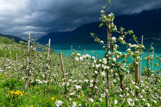 Apfelbl&uuml;te Plantagen an der Westseite des S&oslash;rfjord bei Aga, Norwegen