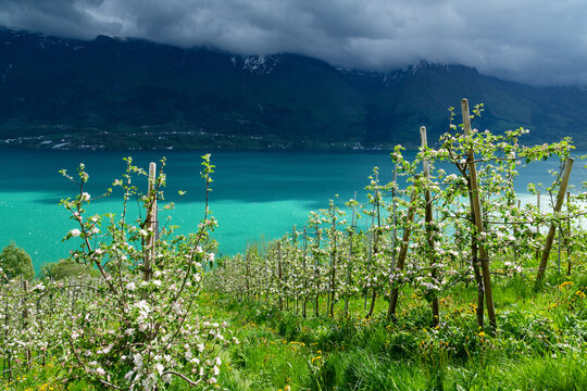 Apfelbl&uuml;te Plantagen an der Westseite des S&oslash;rfjord bei Aga, Norwegen