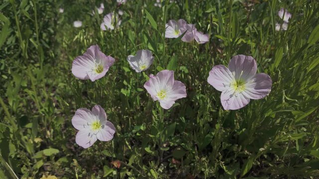 Light pink evening primrose flowers swaying in the spring breeze