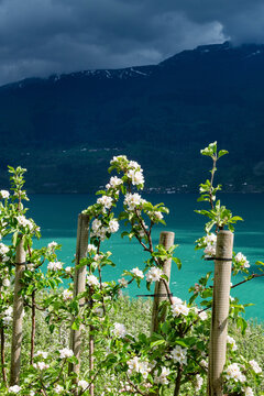 Apfelbl&uuml;te Plantagen an der Westseite des S&oslash;rfjord bei Aga, Norwegen