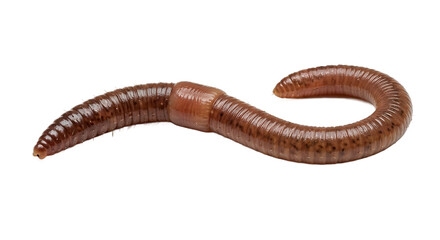 Naklejka premium worm on white background