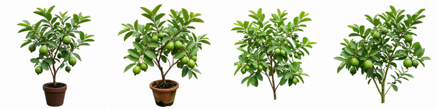 set of guava trees isolated on white background ,,,,