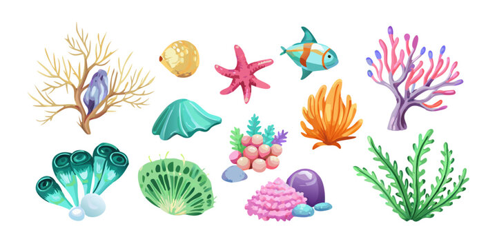 Marine life coral reef and sea shells collection, vector