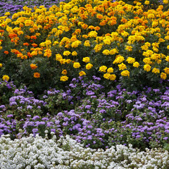 Obraz premium A beautiful garden filled with colorful flowers including yellow marigolds, purple asters, and white blooms