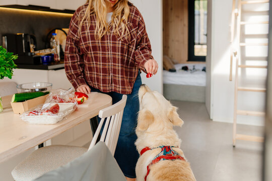 Woman Giving Vegetable Treat To Golden Retriever In Modern Cabin