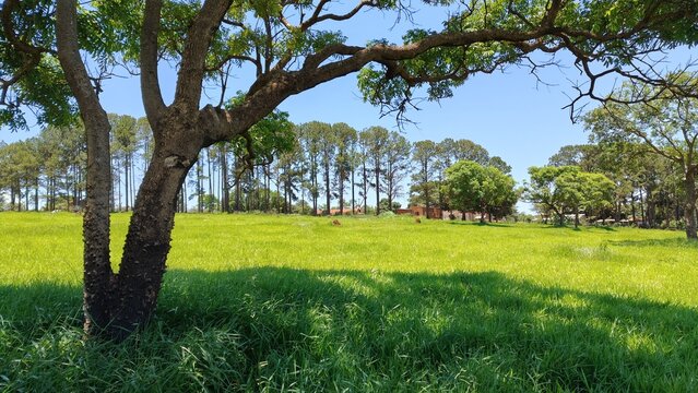 Uma paisagem de uma fazenda da cidade de Avar&eacute;, interior do estado de S&atilde;o Paulo, Brasil