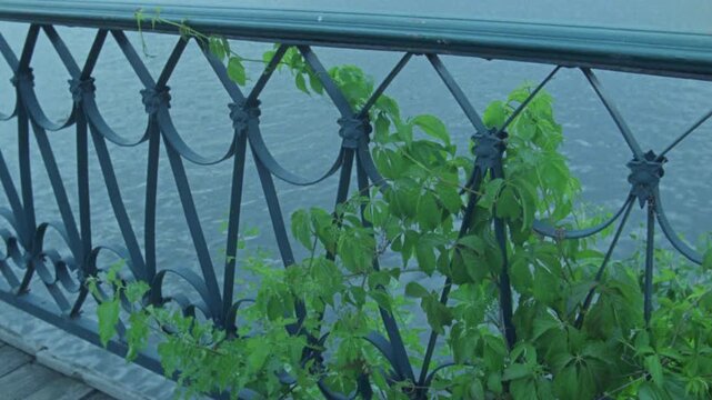 Old film footage of a green vine climbing on a decorative metal fence near a body of water