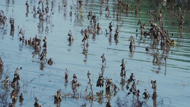Dried crop stalks stand in still flood water across a submerged agricultural field in Punjab.