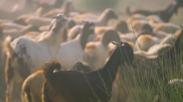 A black goat stands in close-up before a dusty golden herd in Tharparker, Sindh.