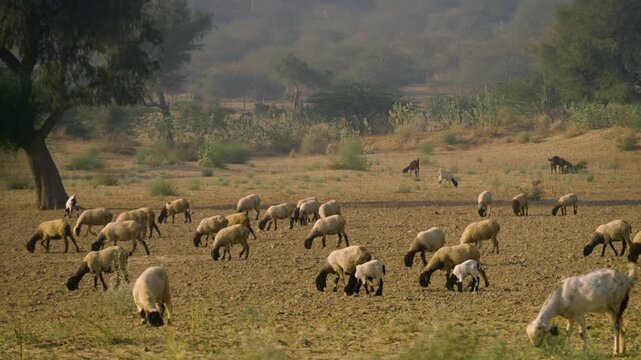 Large flock of sheep grazes across dry, dusty scrubland in Tharparker, Sindh.