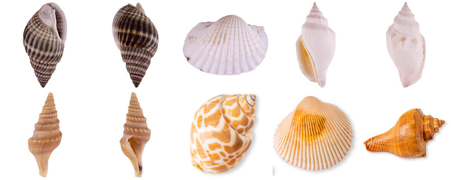 A beautiful assortment of ten diverse seashells, showcasing various shapes and patterns.