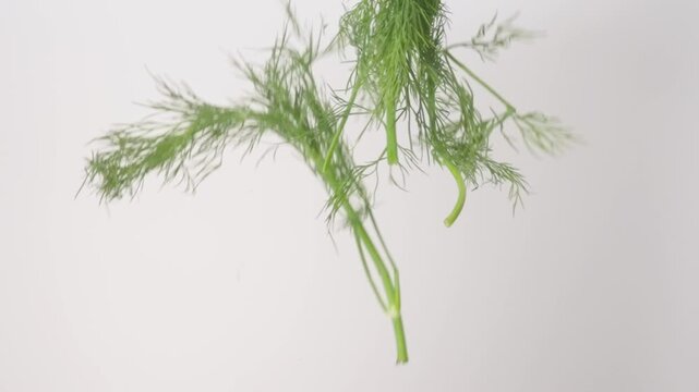 Fresh aromatic Dill raining down on a white backdrop in slow motion close up macro.