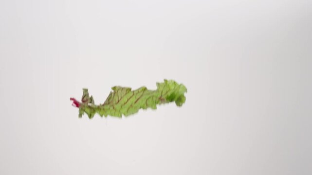 Fresh green Swiss Chard Leaves raining down on a white backdrop in slow motion close up macro.