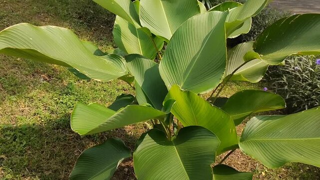Beautiful Calathea lutea plant with large green leaves growing in a sunny garden. Tropical foliage background for landscape design