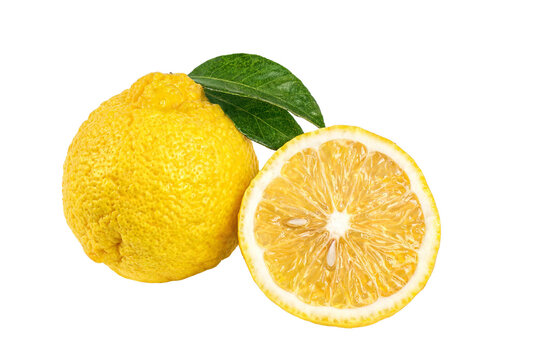 Fresh Yellow Yuzu Fruit Whole and Half Slice with Leaf